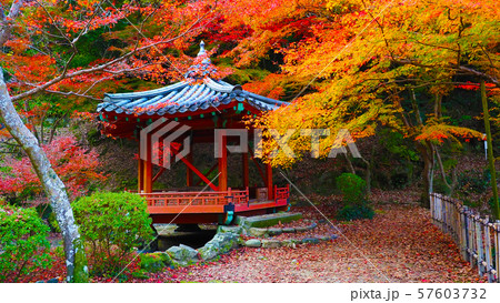 紅葉谷公園（山口県：岩国） 57603732