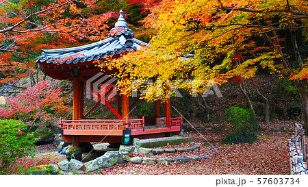 紅葉谷公園（山口県：岩国） 57603734