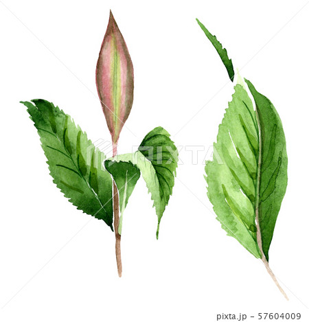 Green tea leaves. Watercolor background illustration set. Isolated leaf illustration element. 57604009