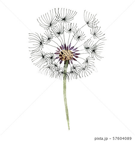 Dandelion blowball with seeds. Watercolor background illustration set. Isolated plant illustration Dandelion blowball with seeds. Watercolor background illustration set. Isolated plant illustration 57604089