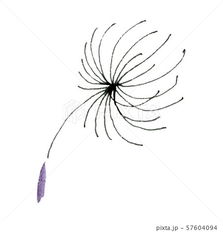 Dandelion seeds. Watercolor background illustration set. Isolated plant illustration element. 57604094