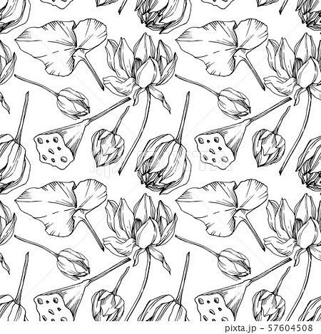 Vector Lotus floral botanical flower. Black and white engraved ink art. Seamless background pattern. 57604508