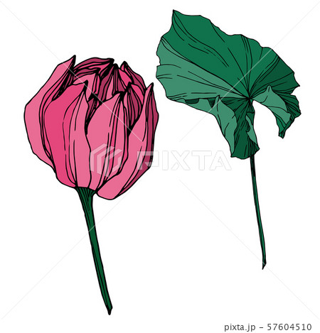Vector Lotus floral botanical flower. Black and white engraved ink art. Isolated lotus illustration 57604510
