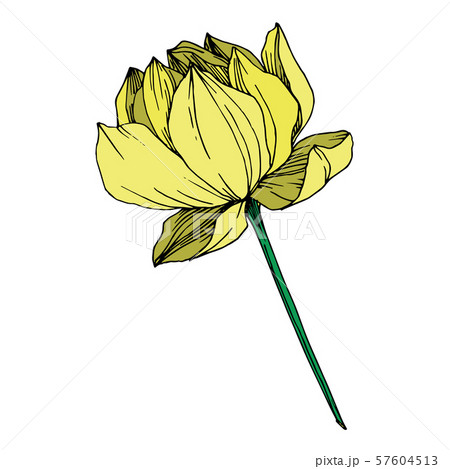 Vector Lotus floral botanical flower. Black and white engraved ink art. Isolated lotus illustration 57604513