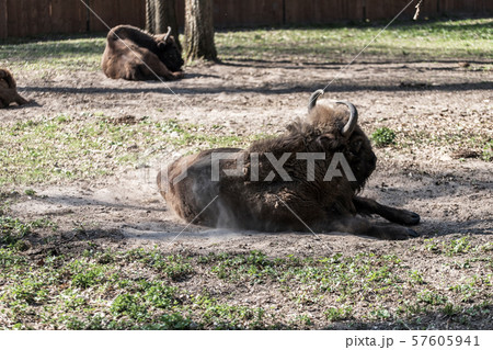 Zubr (Bison bonasus). Polish cattle. 57605941