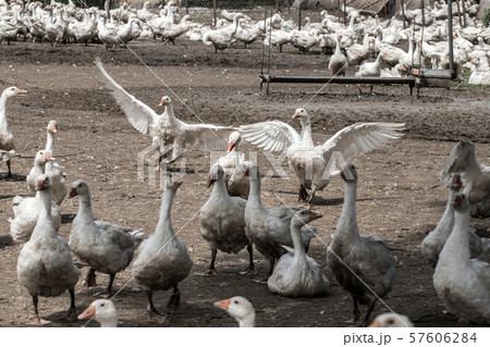 geeses in a goose farm geeses in a goose farm 57606284