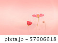 コスモス 57606618