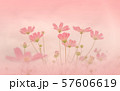 コスモス 57606619