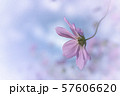 コスモス 57606620