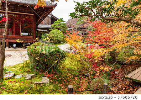 大書院南庭の楓 天授庵 大書院南庭の楓 天授庵 57606720