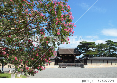 京都御苑の百日紅 京都御苑の百日紅 57607724