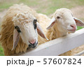 The wool of sheep around eyes is black in a white fence 57607824