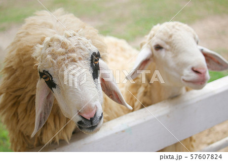The wool of sheep around eyes is black in a white fence 57607824