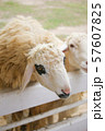 The wool of sheep around eyes is black in a white fence it is outstanding 57607825