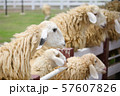 The sheep have different black ears 57607826