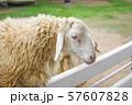 Single sheep taken in a white fence 57607828