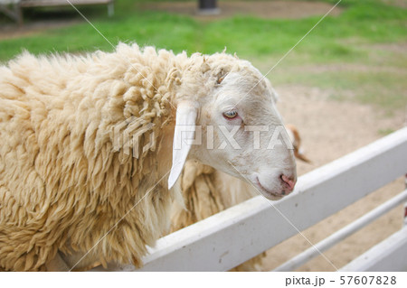 Single sheep taken in a white fence 57607828