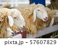 Brown flock of sheep standing in front of each other in a white corral 57607829