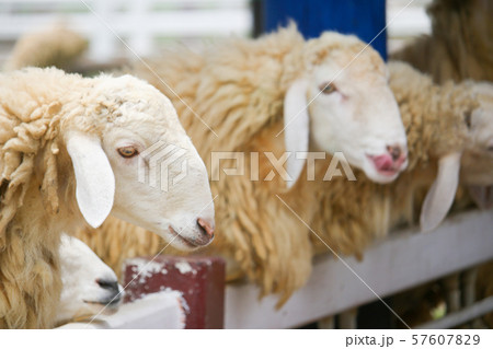 Brown flock of sheep standing in front of each other in a white corral 57607829