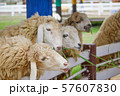A flock of sheep is vying to eat the green grass in a white corral 57607830