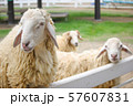 Flock sheep facing the camera in a white fence 57607831