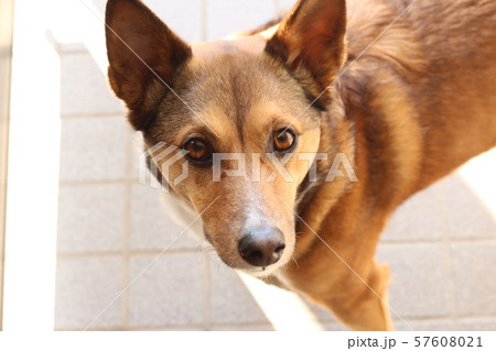 見つめる犬　和犬　ミックス犬 57608021