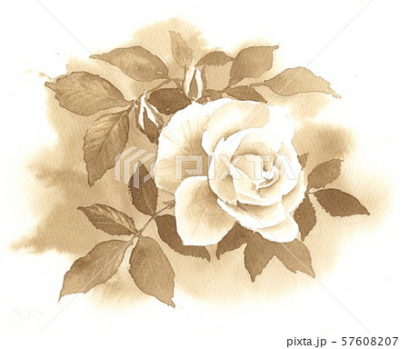 水彩画 薔薇 セピア色のイラスト素材