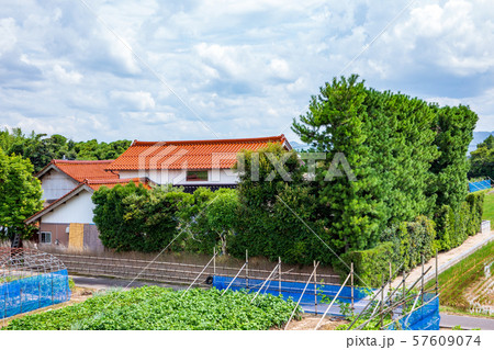 出雲平野の築地松 57609074