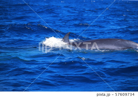 鯨 ホエールウォッチング 鯨 ホエールウォッチング 57609734