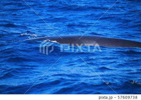 鯨 ホエールウォッチング 鯨 ホエールウォッチング 57609738