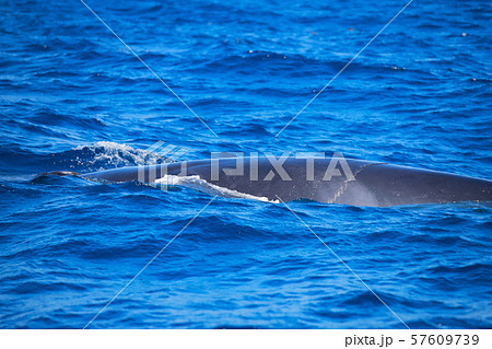 鯨 ホエールウォッチング 鯨 ホエールウォッチング 57609739