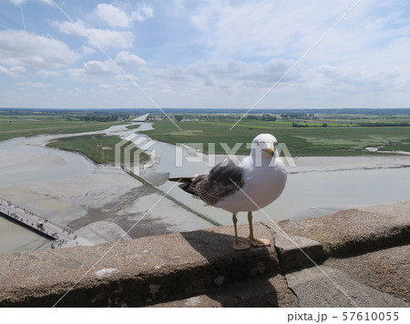 モンサンミッシェルから見たカモメとクエノン川沿いの雄大な風景 57610055