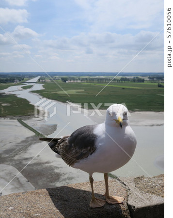 モンサンミッシェルから見たカモメとクエノン川沿いの雄大な風景 57610056