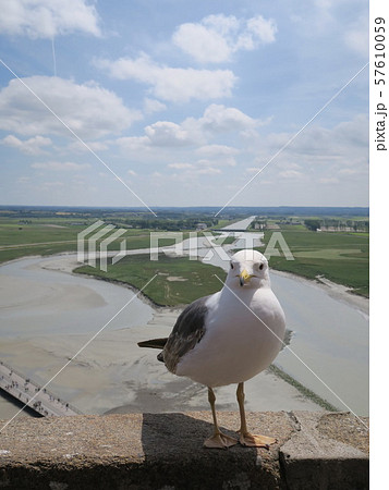 モンサンミッシェルから見たカモメとクエノン川沿いの雄大な風景 モンサンミッシェルから見たカモメとクエノン川沿いの雄大な風景 57610059