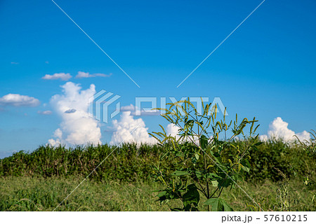 草むらと発達する積乱雲　c-1-1 57610215