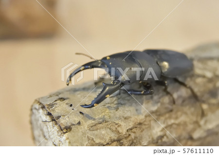 サキシマヒラタクワガタ サキシマヒラタクワガタ 57611110