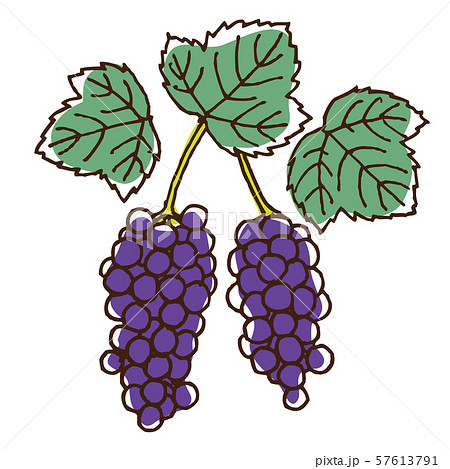 ブドウの実と葉のイラスト素材