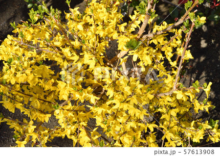 黄色に色づいた花を付けた春のレンギョウをハイアングルで撮影した写真 57613908