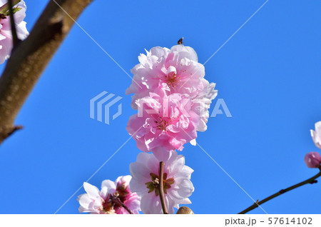 青空を背景として、八重紅彼岸と推定されるサクラの樹の枝の花をローアングルで撮影した写真 青空を背景として、八重紅彼岸と推定されるサクラの樹の枝の花をローアングルで撮影した写真 57614102