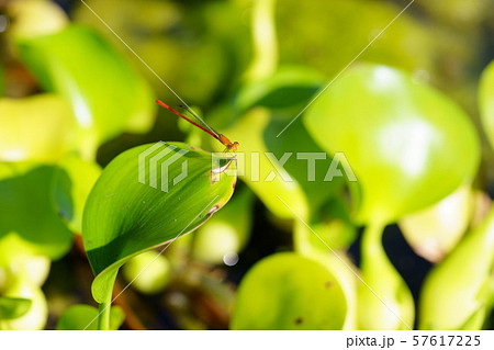 赤い色のイトトンボ1 赤い色のイトトンボ1 57617225