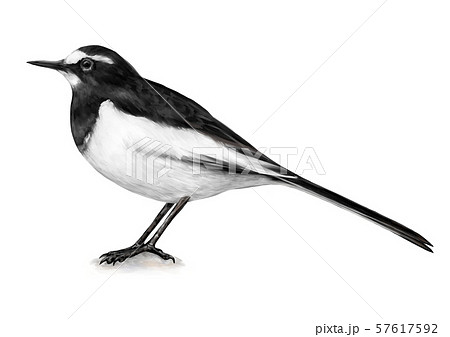 セグロセキレイのイラスト Japanese Wagtail Illustrationのイラスト素材