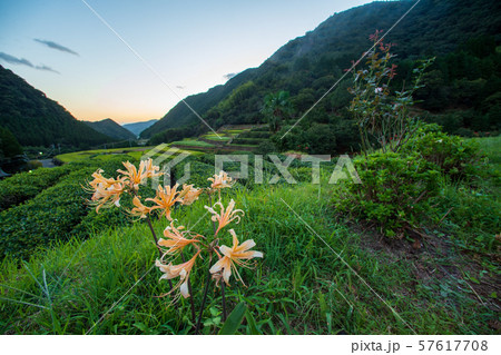 花 花 57617708