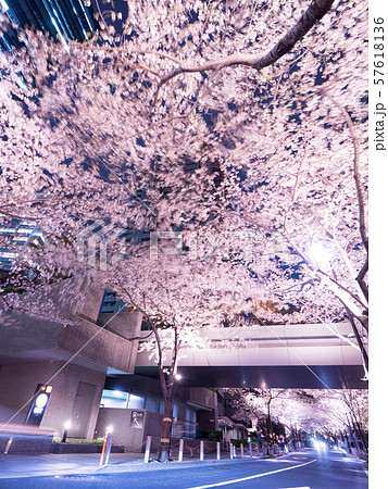 東京都　アークヒルズの夜桜 57618136