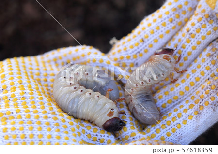 カブトムシの幼虫 57618359