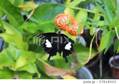 オニユリの花の蜜を吸うモンキアゲハ 57618433