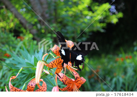 オニユリの花の蜜を吸うモンキアゲハ オニユリの花の蜜を吸うモンキアゲハ 57618434