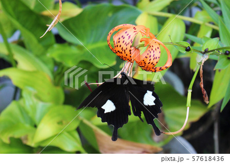 オニユリの花の蜜を吸うモンキアゲハ オニユリの花の蜜を吸うモンキアゲハ 57618436