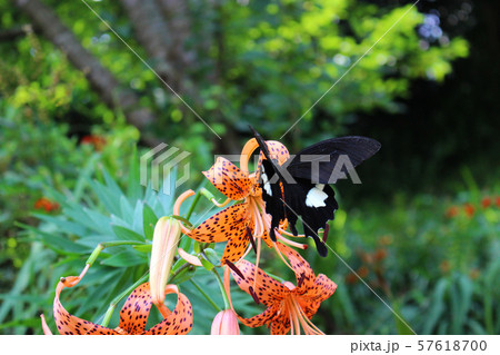 オニユリの花の蜜を吸うモンキアゲハ 57618700