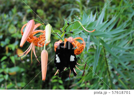 オニユリの花の蜜を吸うモンキアゲハ オニユリの花の蜜を吸うモンキアゲハ 57618701