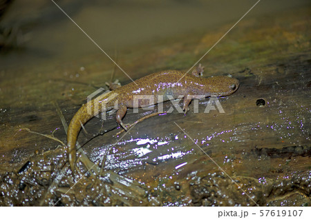 トウキョウサンショウウオ 57619107